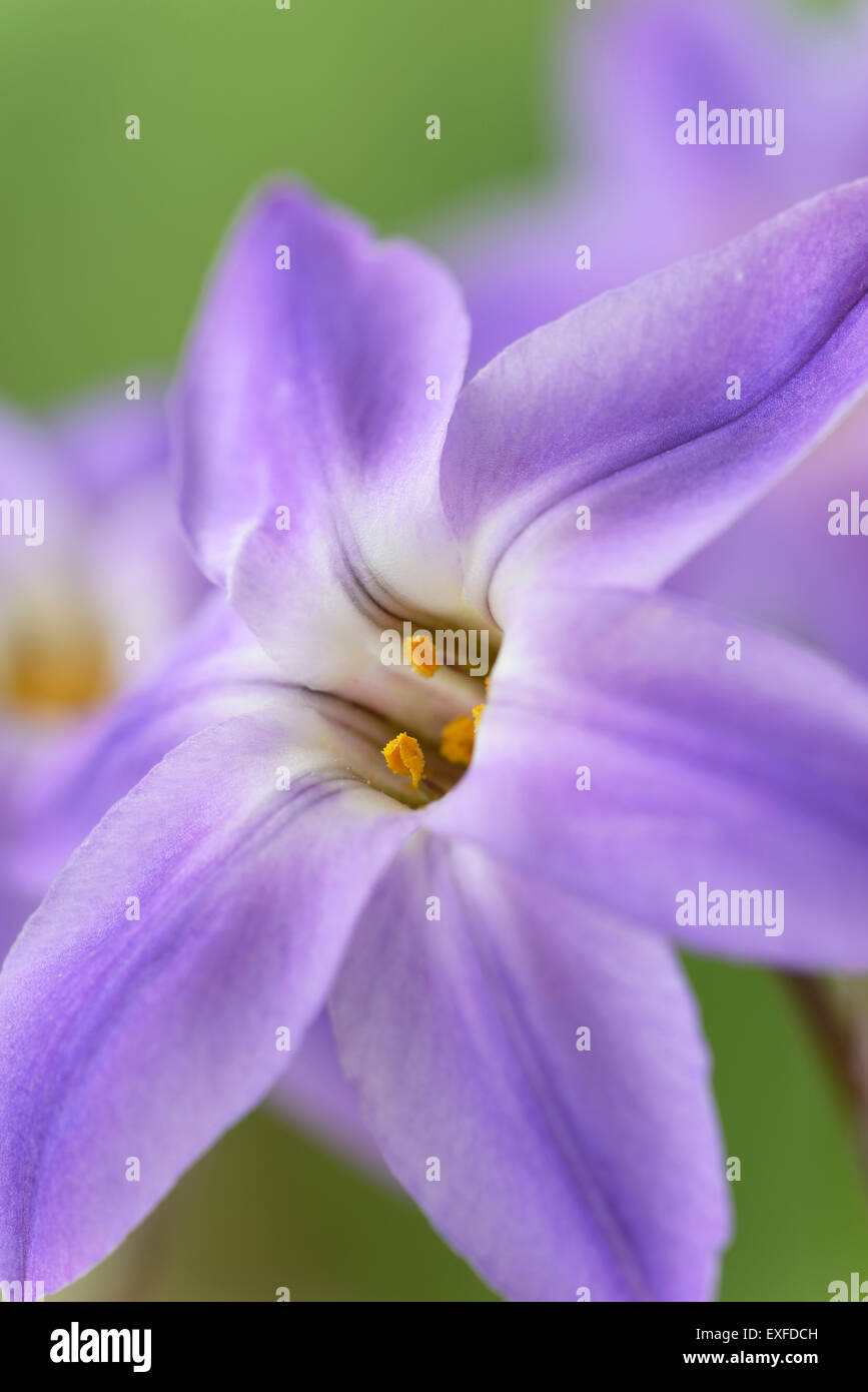 Ipheion uniflorum n 'Froyle Mill' Printemps Mars la trientale boréale de l'AGA Banque D'Images