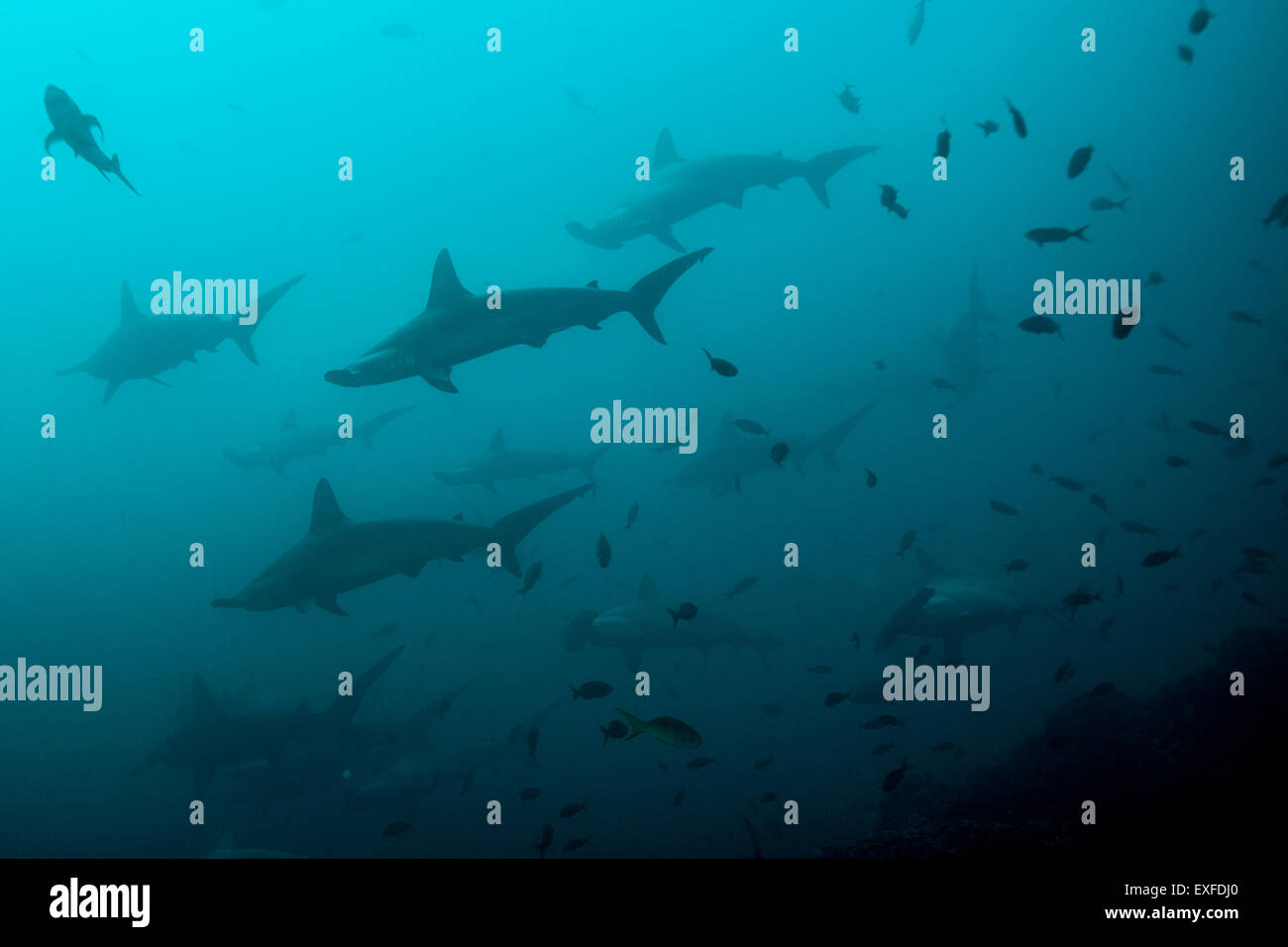 Stations de nettoyage de l'eau profonde d'attirer les requins marteaux, San Benedicto, Revillagigedo, Mexique Banque D'Images