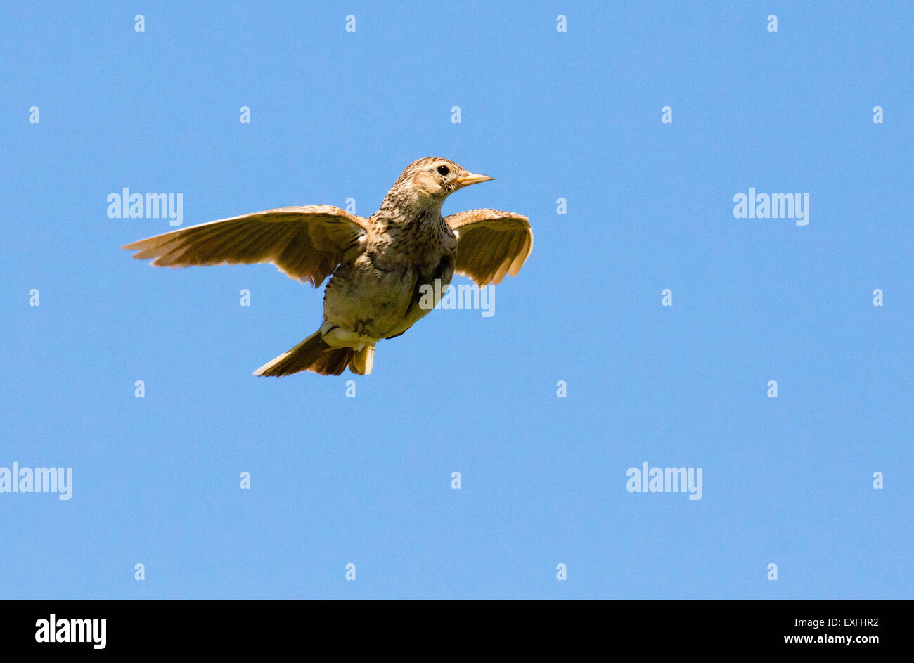 Alauda arvensis skylark jeunes planant au-dessus d'un champ Dorset UK Banque D'Images
