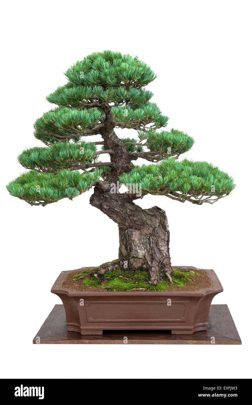 Bonsaï arbre pin blanc du japon isolated Banque D'Images