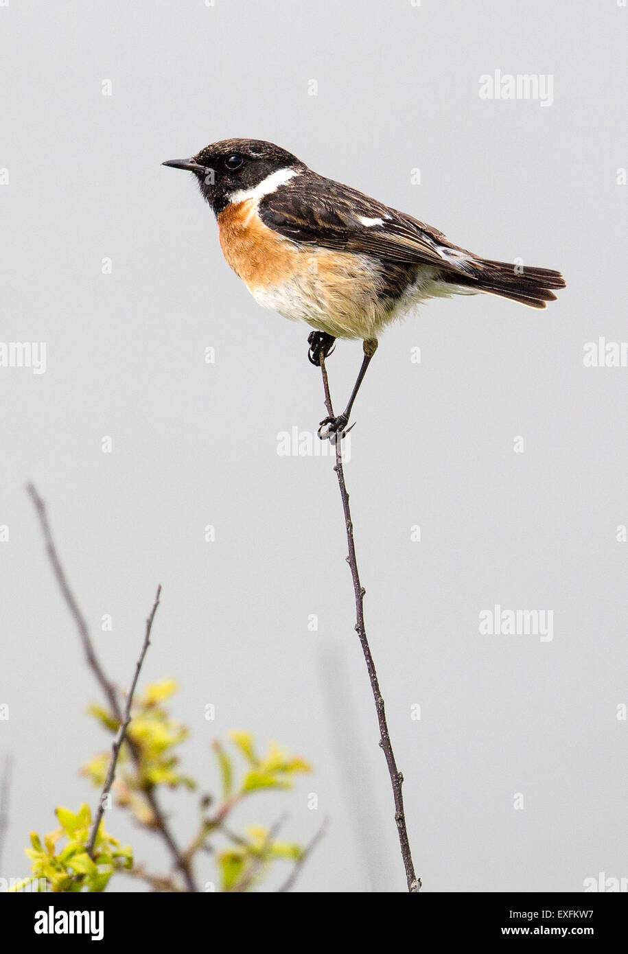 Stonechat Saxicola rubicola européen mâle perché sur une mince brindille prunellier péninsule de Gower South Wales UK Banque D'Images
