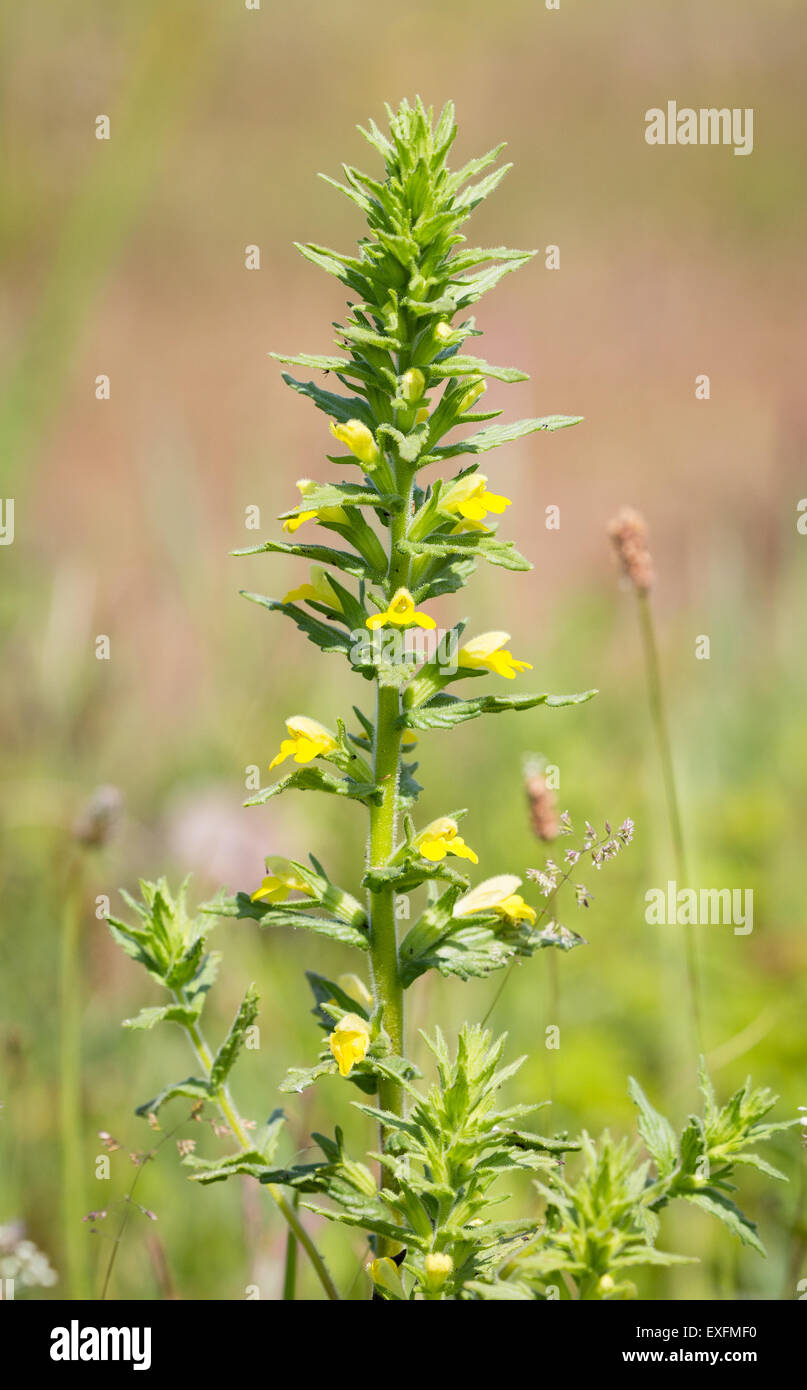 Bartsia Parentucellia viscosa jaune croissant sur les dunes à Whiteford Burrows sur la péninsule de Gower, dans le sud du Pays de Galles Banque D'Images