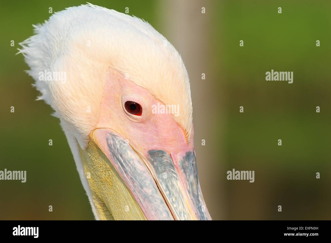 Close up sur grand pelican head out of focus sur green background Banque D'Images