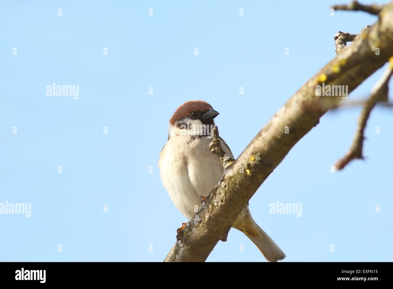 Moineau mâle close up perché sur secteur (Passer domesticus ) Banque D'Images