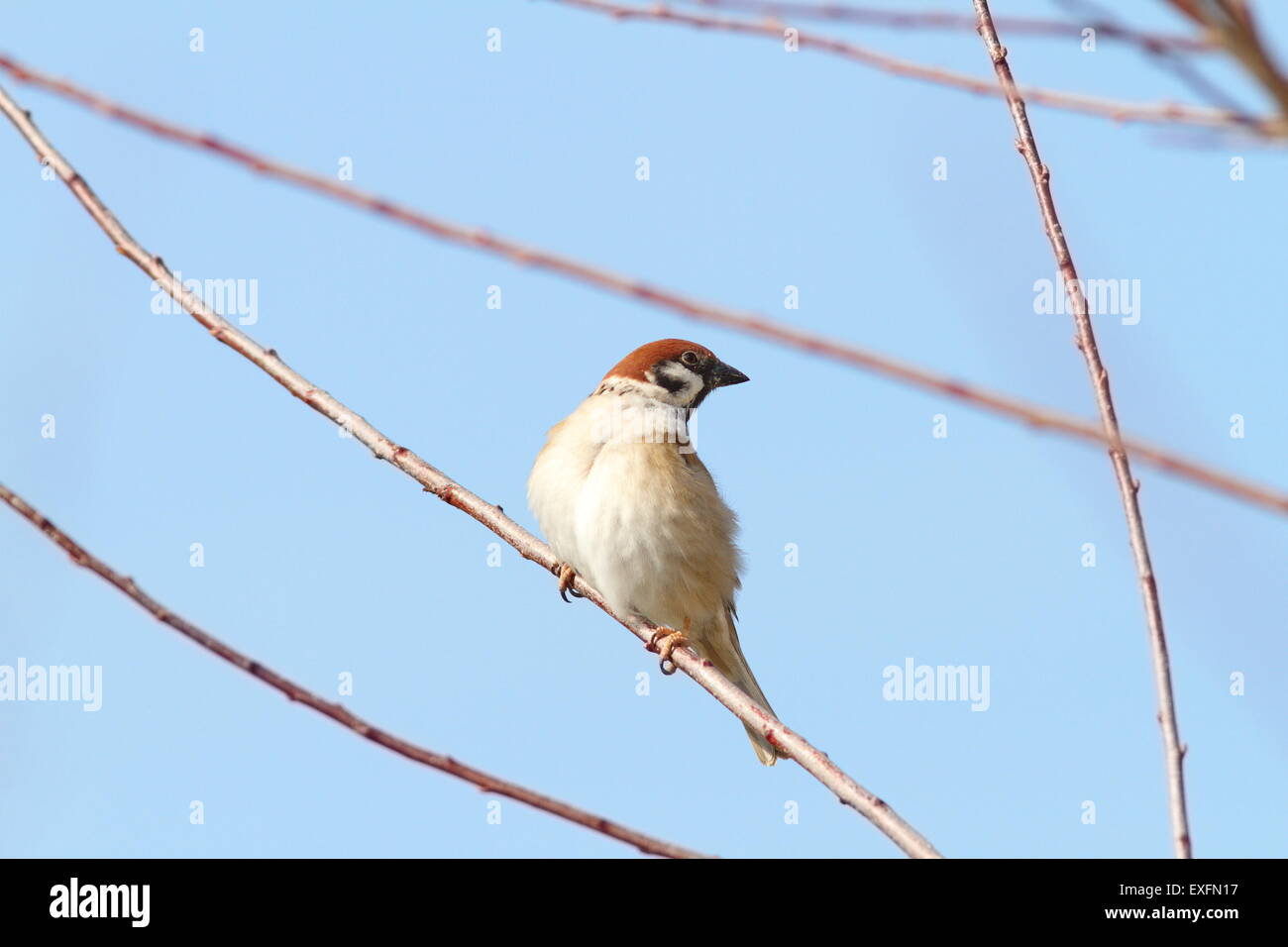 Bruant mâle on twig plus de ciel bleu ( Passer domesticus ) Banque D'Images