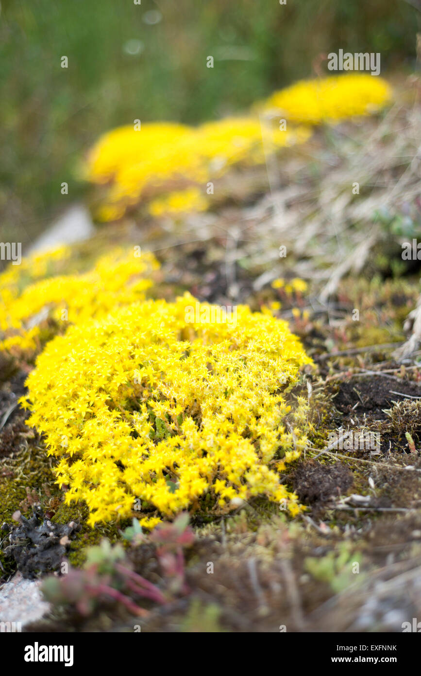 La nature sur l'île de Haapasaari, l'Est Golfe de Finlande Parc National Banque D'Images