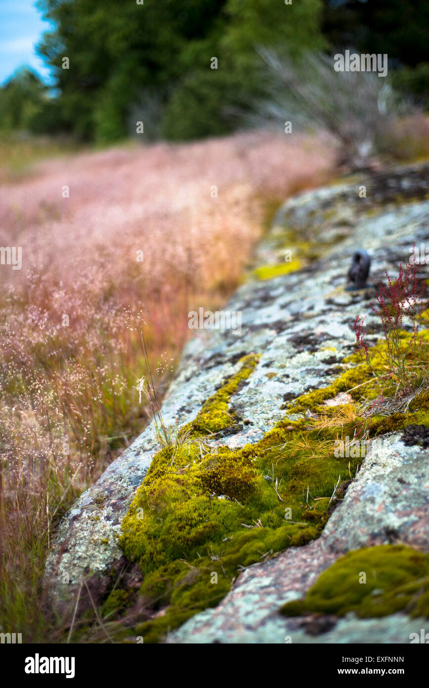 La nature sur l'île de Haapasaari, l'Est Golfe de Finlande Parc National Banque D'Images