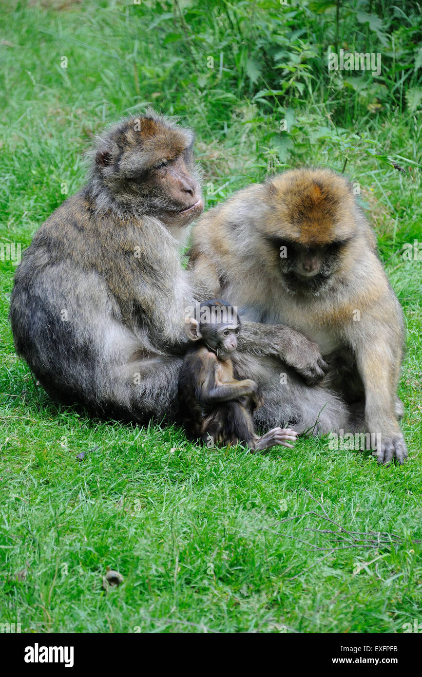 Stoke on Trent, dans le Staffordshire, au Royaume-Uni. 12 juillet, 2015. Un bébé Macaque de Barbarie avec ses parents à la forêt des singes à Trentham Estate près de Stoke on Trent, dans le Staffordshire : Jonathan Clarke/Alamy Live News Banque D'Images