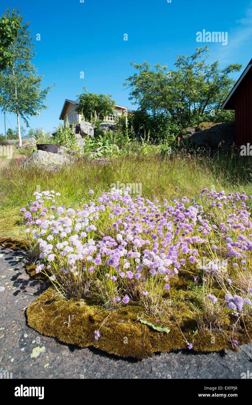 La nature sur l'île de Haapasaari, l'Est Golfe de Finlande Parc National Banque D'Images