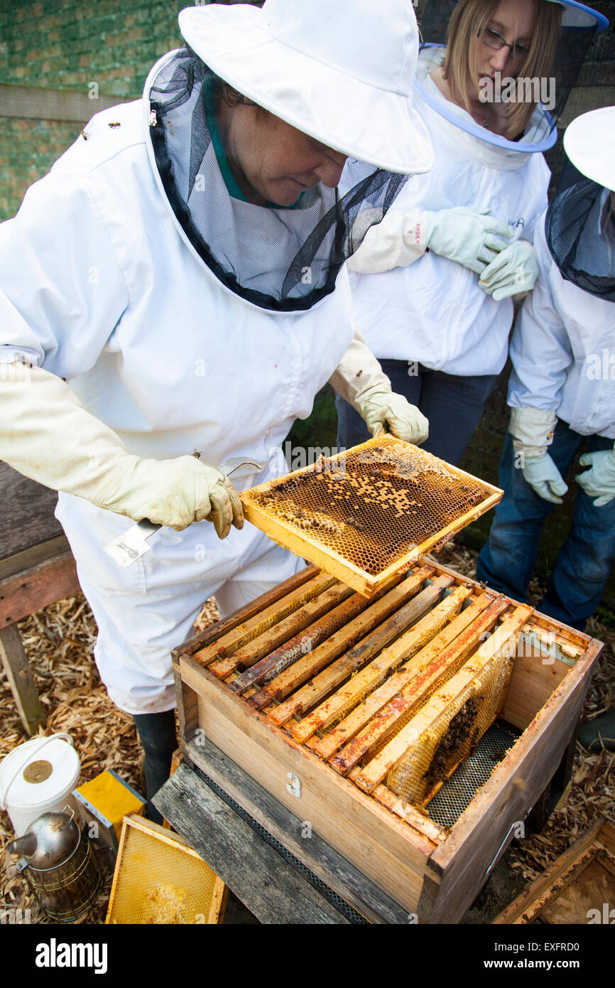 L'atelier apiculture. La tenue d'un miel super Banque D'Images