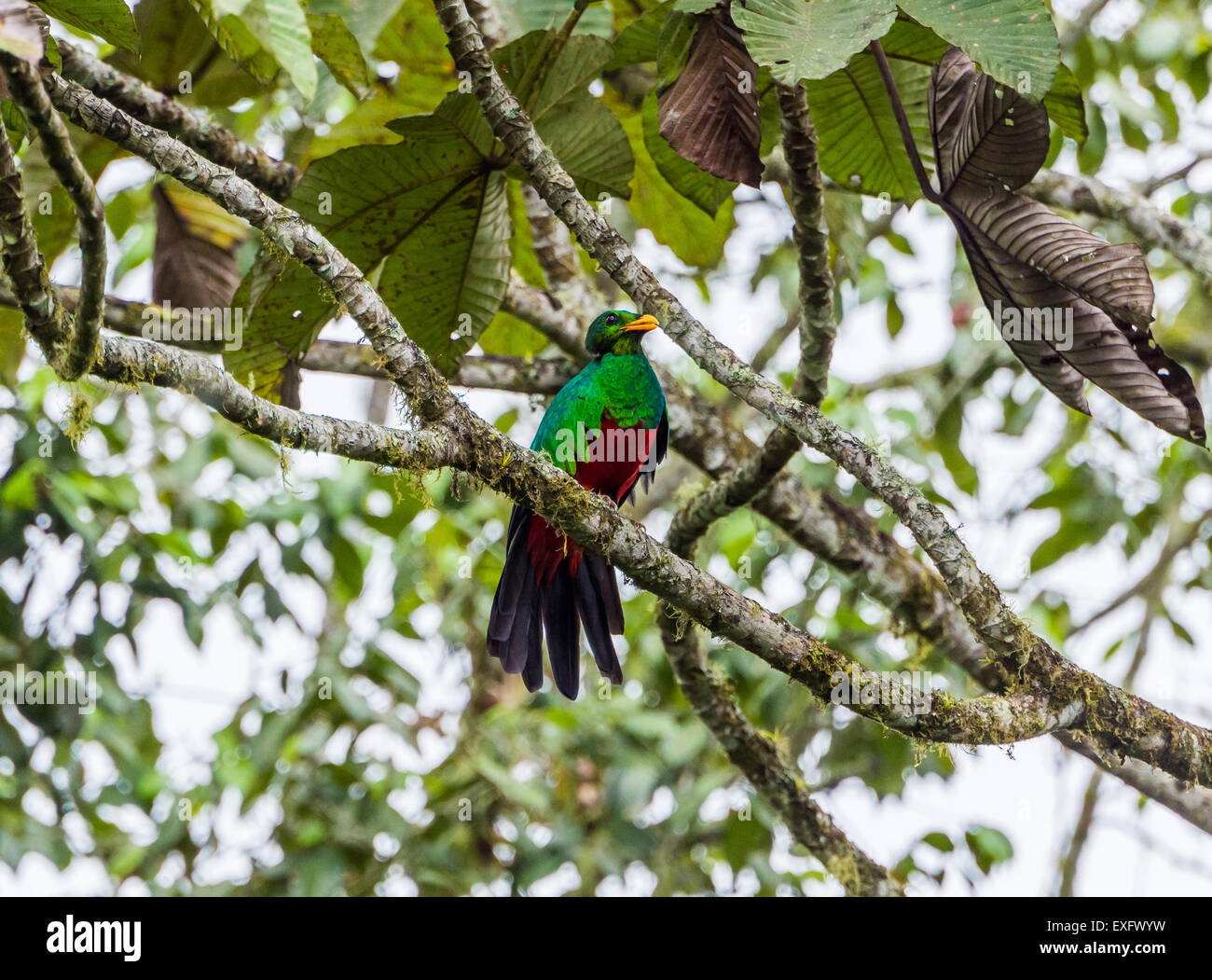 une-belle-t-te-d-or-quetzal-pharomachrus-auriceps-perch-sur-une