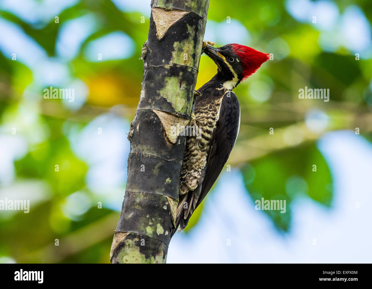 Un Lineated Woodpecker (Dryocopus lineatus) recherche de nourriture sur un arbre. Quito, Equateur. Banque D'Images