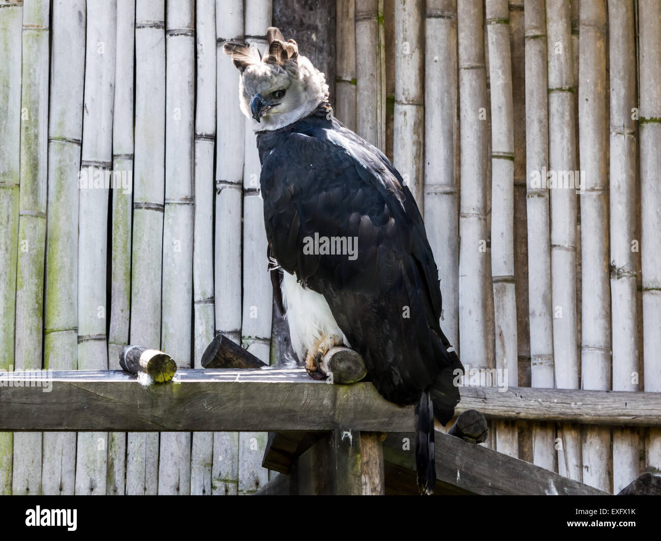 Une captive d'aigle harpie Harpia harpyja) (au parc Condor. Otavalo, Équateur. Banque D'Images