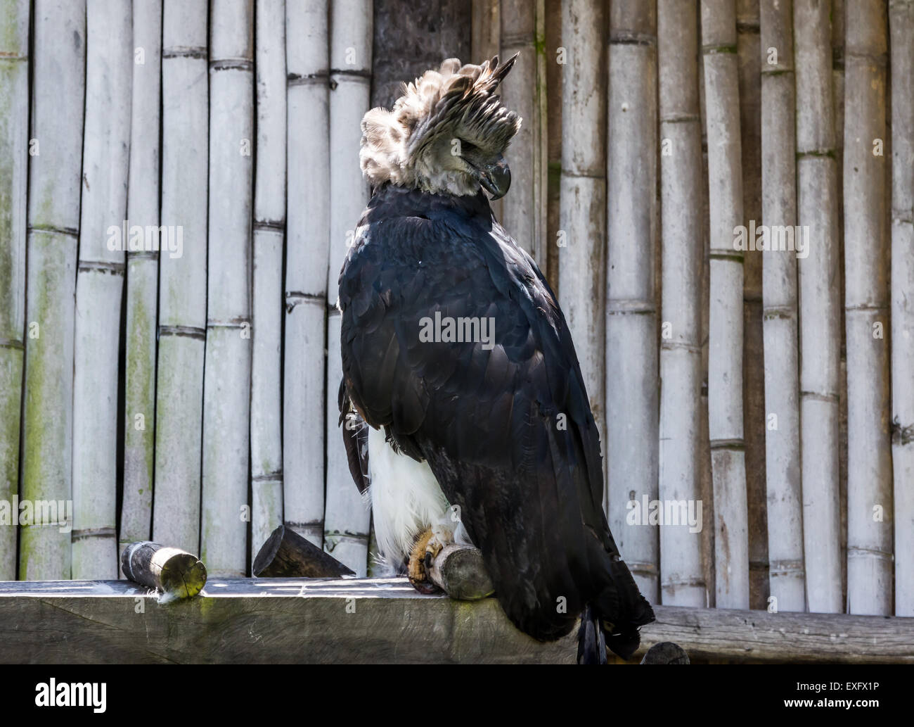 Une captive d'aigle harpie Harpia harpyja) (au parc Condor. Otavalo, Équateur. Banque D'Images