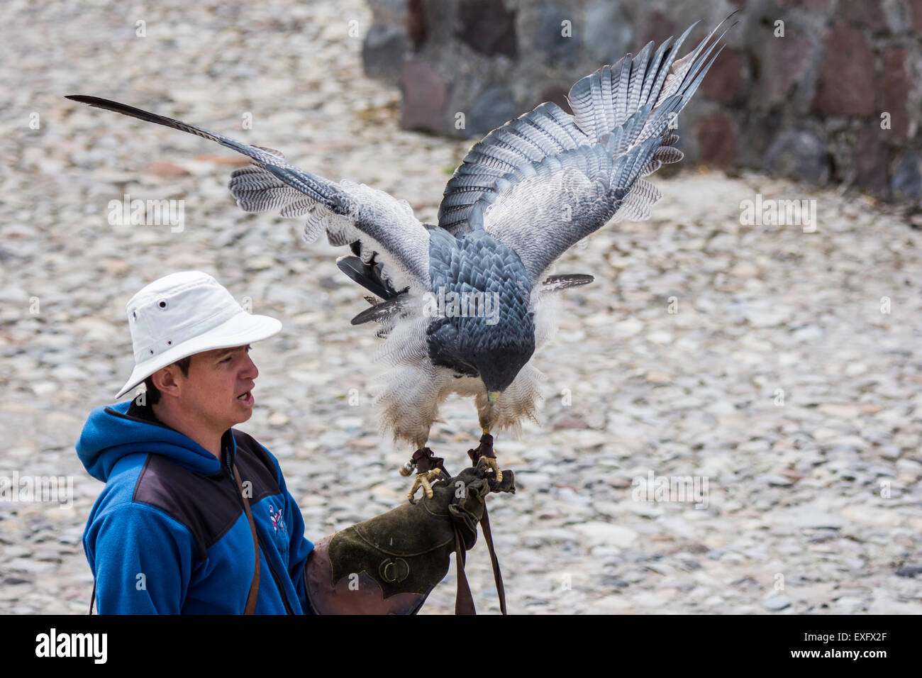 Un gestionnaire d'oiseaux afficher un manchot empereur Buzzard-Eagle (Geranoaetus melanoleucus) au parc Condor. Otavalo, Équateur. Banque D'Images