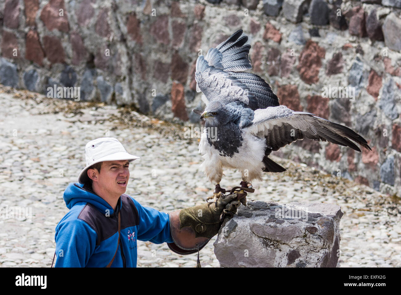 Un gestionnaire d'oiseaux afficher un manchot empereur Buzzard-Eagle (Geranoaetus melanoleucus) au parc Condor. Otavalo, Équateur. Banque D'Images
