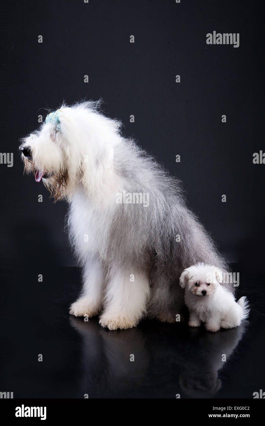 Animaux domestiques chien blanc isolé sur les animaux animaux studio shot une obéissance à la longueur de l'arrière-plan national canin mignon assis Banque D'Images