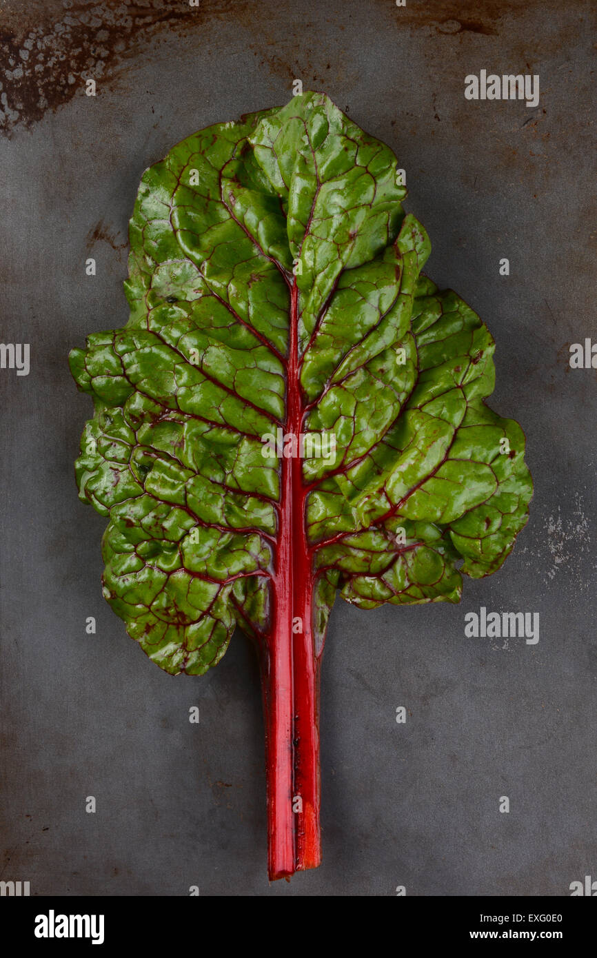 Une seule tige et feuilles de bette à carde rouge biologique sur une plaque de métal. Format vertical. Banque D'Images