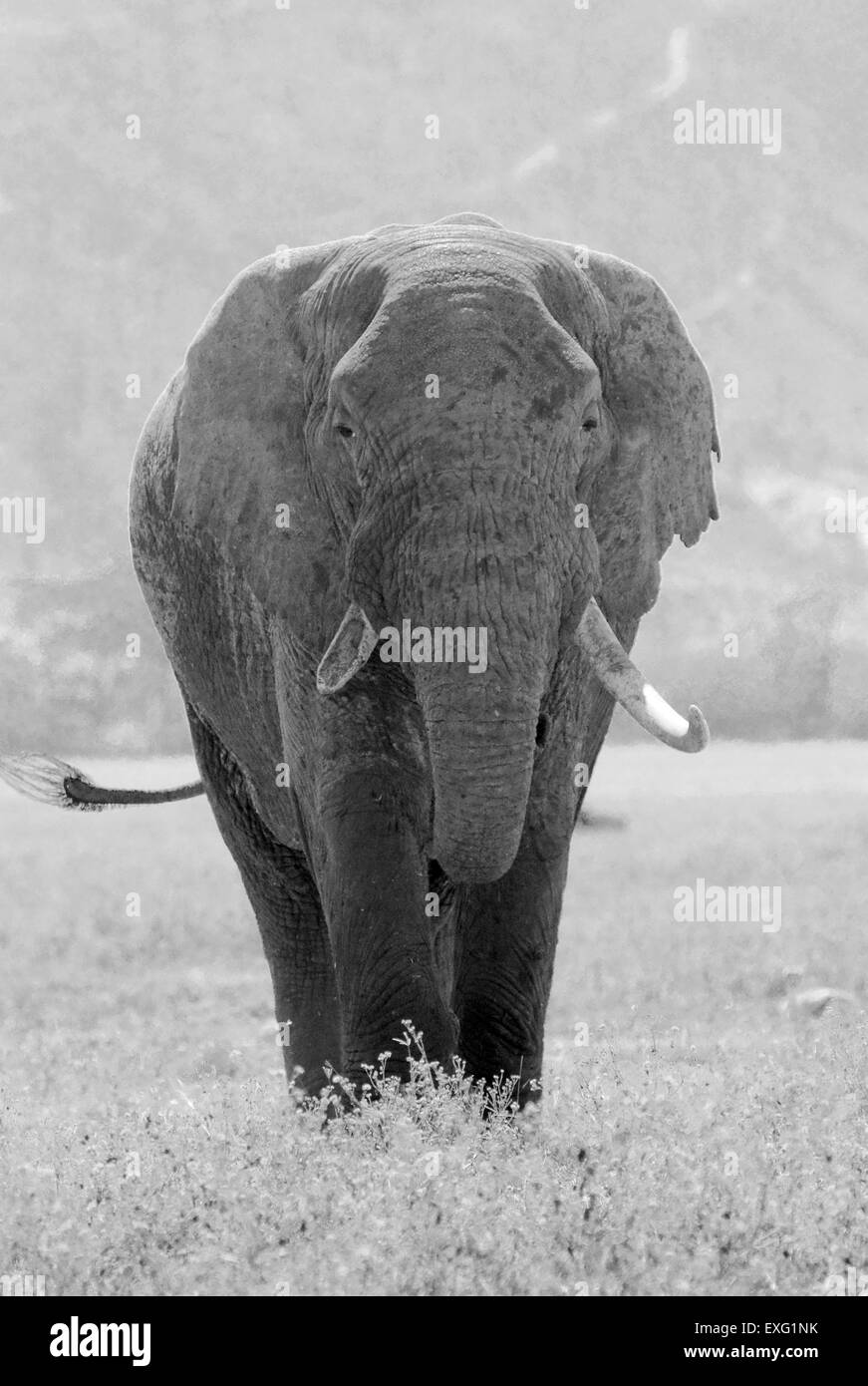 Vieux éléphant africain, Loxodonta africana, dans la zone de conservation de Ngorongoro, en Tanzanie. Image vintage noir et blanc. Banque D'Images