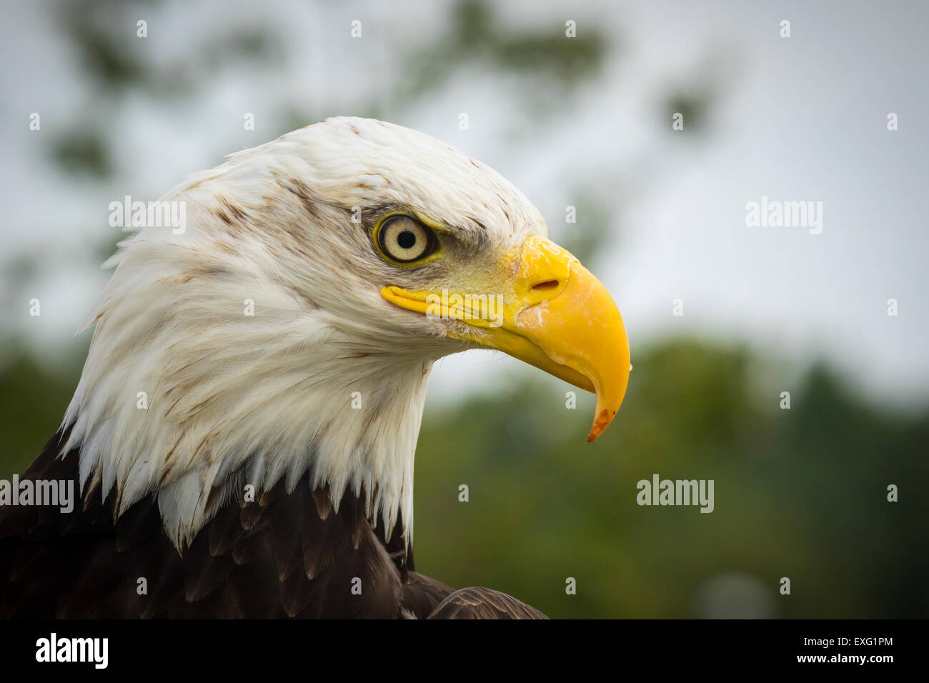 Close-up portrait of a American Bald Eagle (Haliaeetus leucocephalus), vue de côté. Banque D'Images