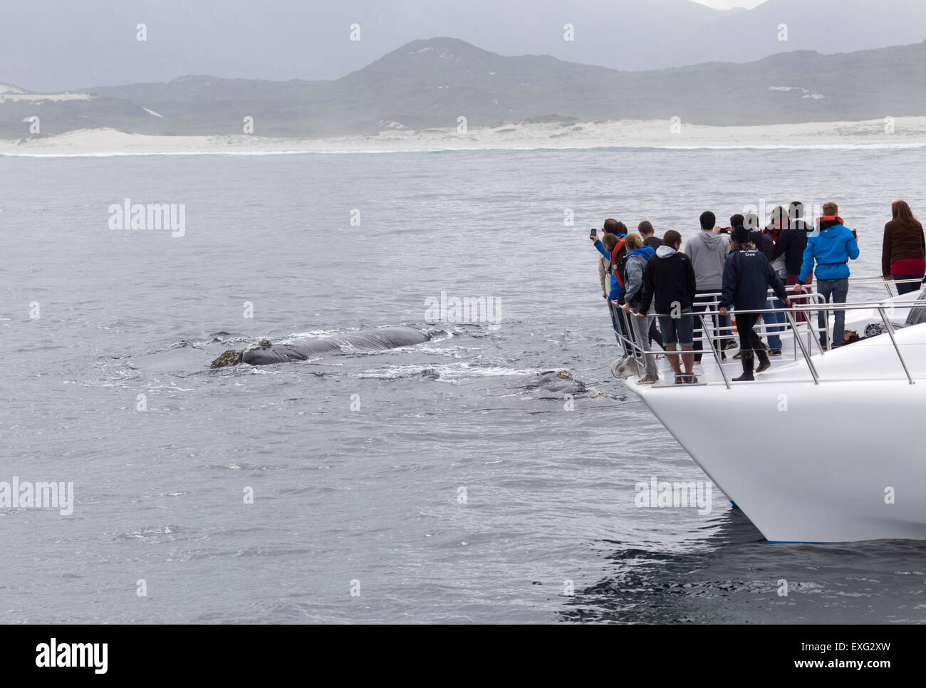 Les touristes de l'observation des baleines à partir d'un bateau en mer près de Hermanus , Afrique du Sud Banque D'Images