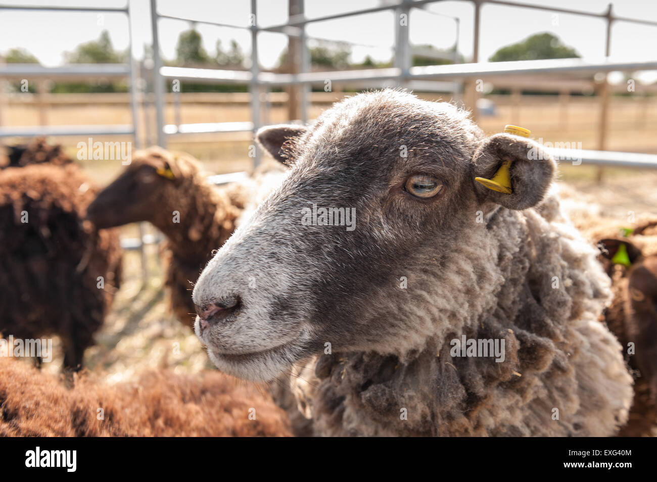 Noir gris et brun foncé moutons Shetland en attente prêt à la plume d'être cisaillé du regard et attentif de ce qui se passe à proximité Banque D'Images