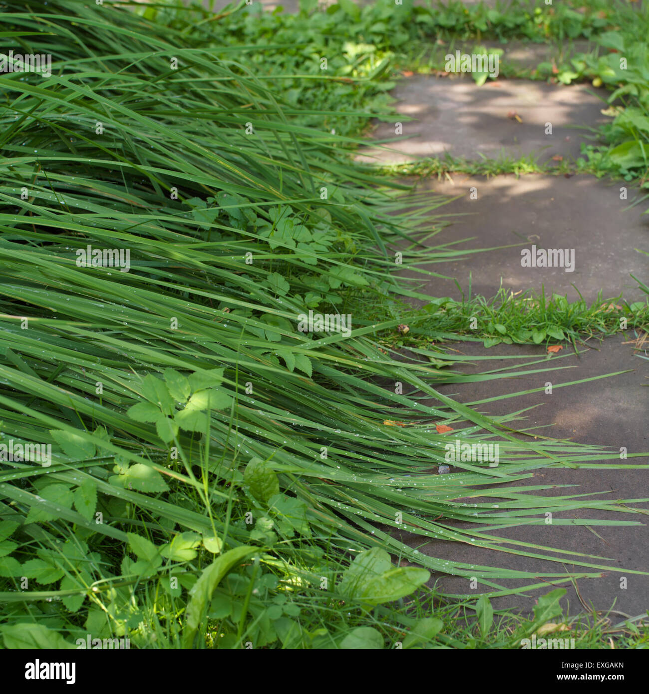 Sentier dans un jardin Banque D'Images