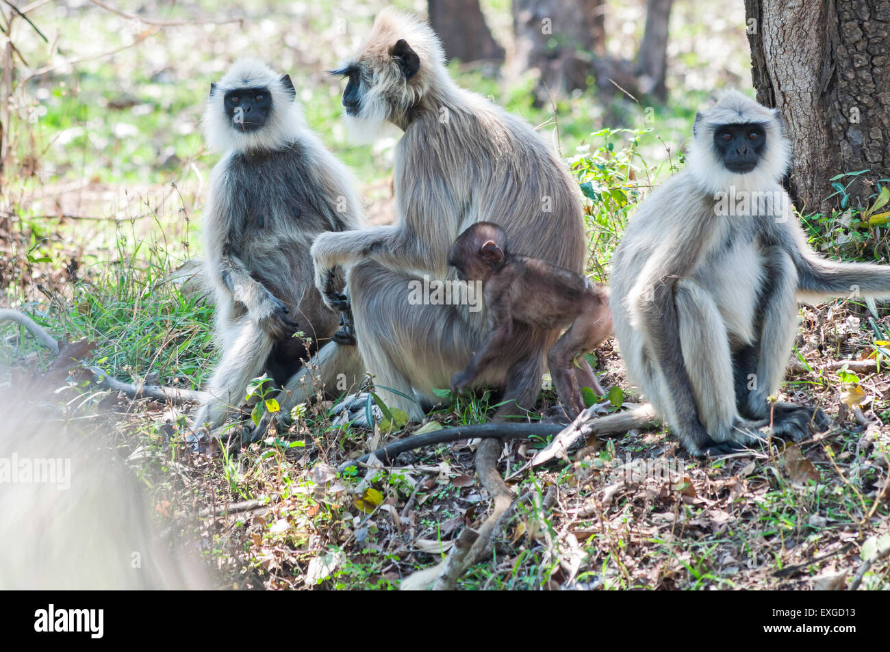 Langurs gris indien Banque D'Images