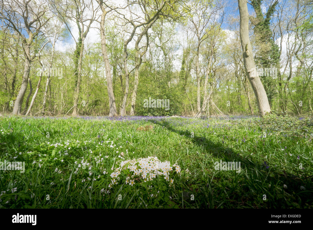 Primevères et jacinthes en compensation forestiers Banque D'Images