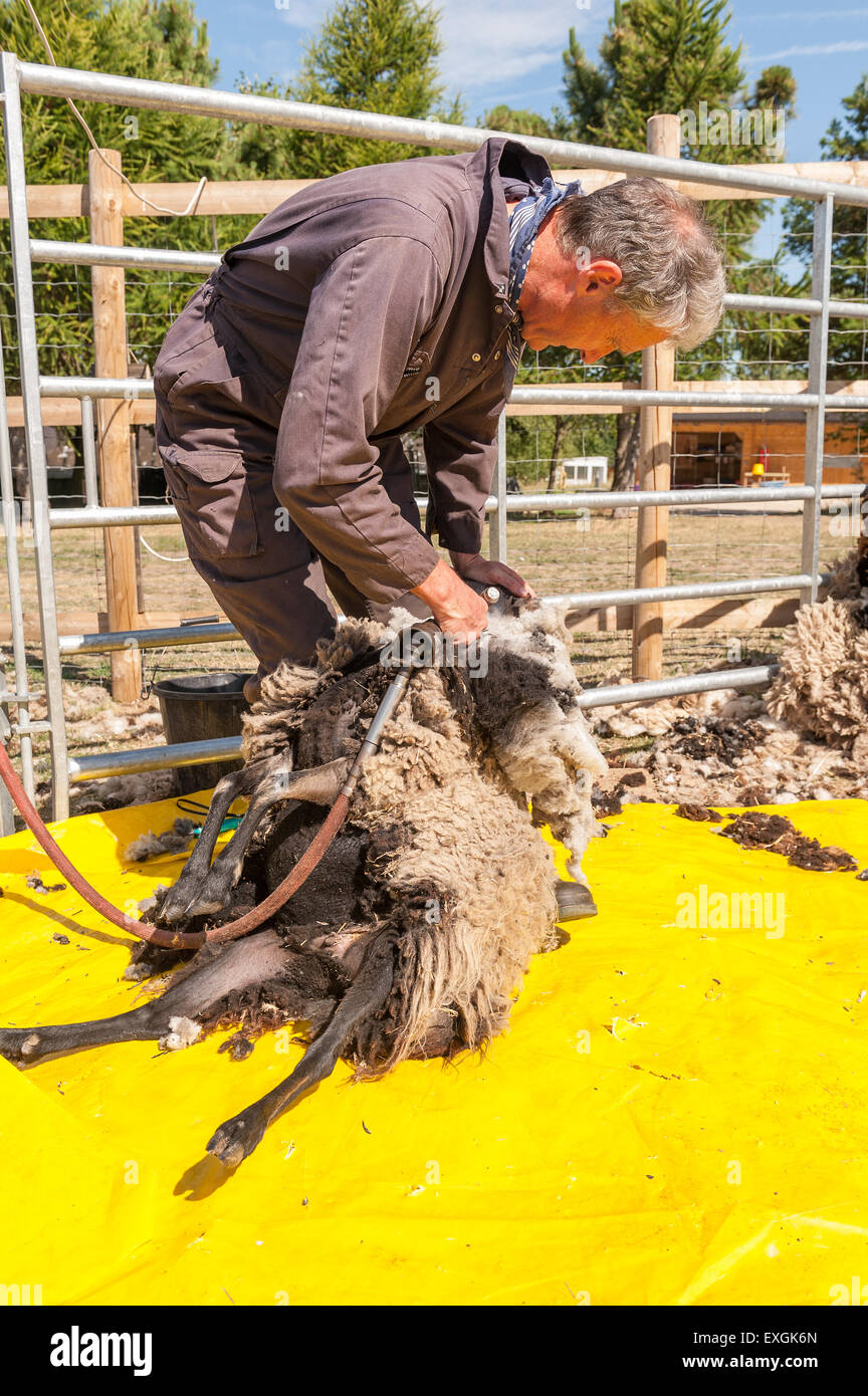 Tonte des moutons Shetland sur feuille de plastique pour garder propre toison à main cisailles électriques avec l'agriculture et à l'élevage Banque D'Images