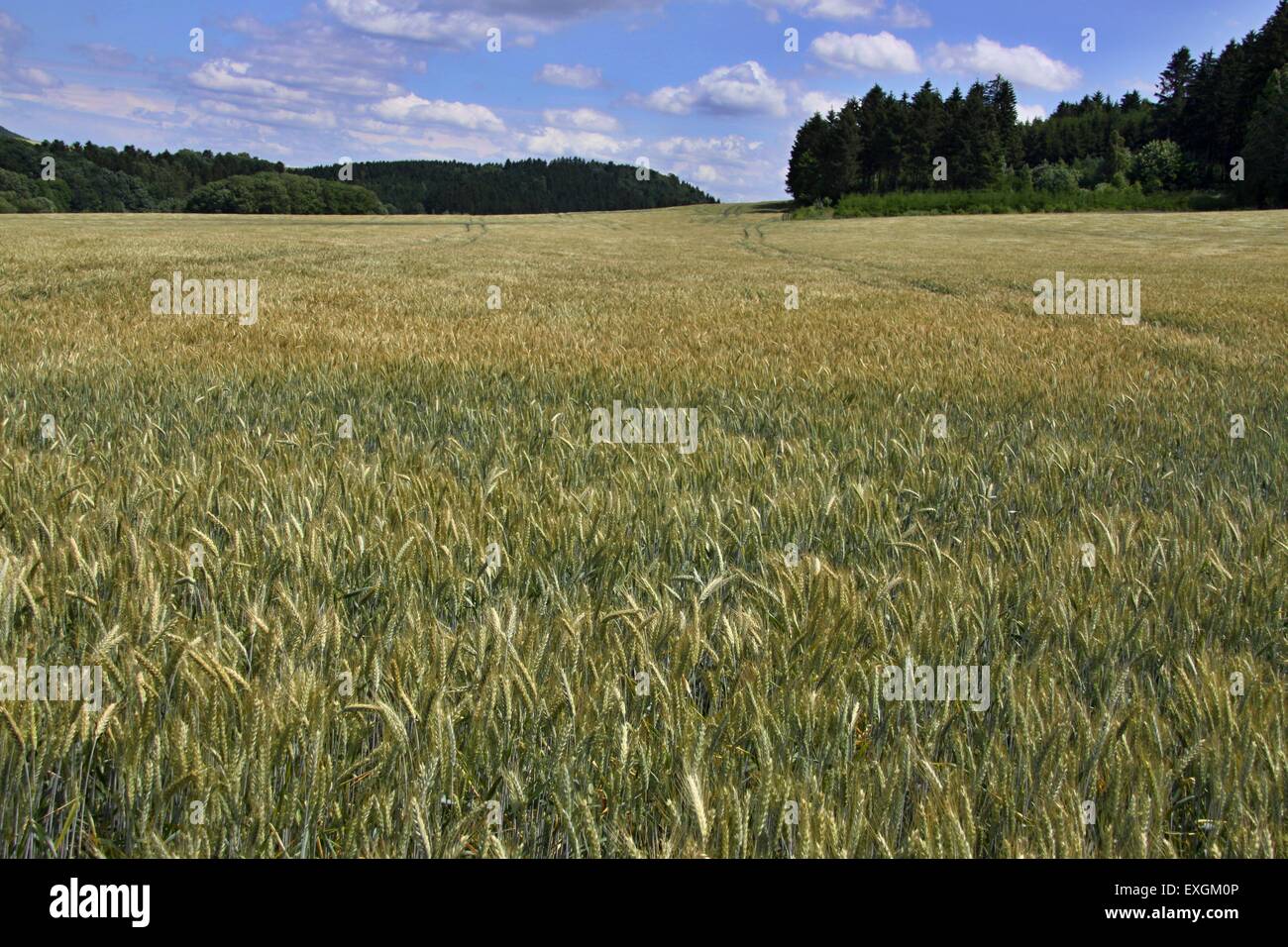 Le paysage et le terrain avec golden grain avec forêt en arrière-plan Banque D'Images