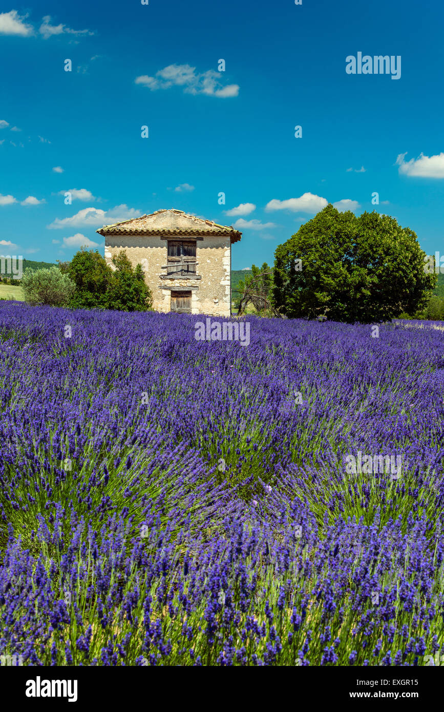 Maison en pierre au milieu d'un champ de lavande en fleur, Provence, France Banque D'Images