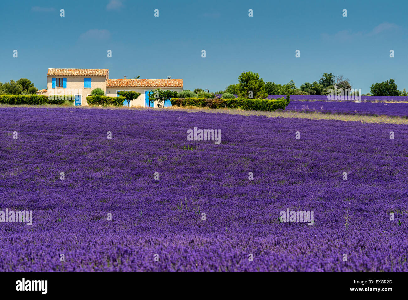 Scenic champ de lavande en Provence, France Banque D'Images