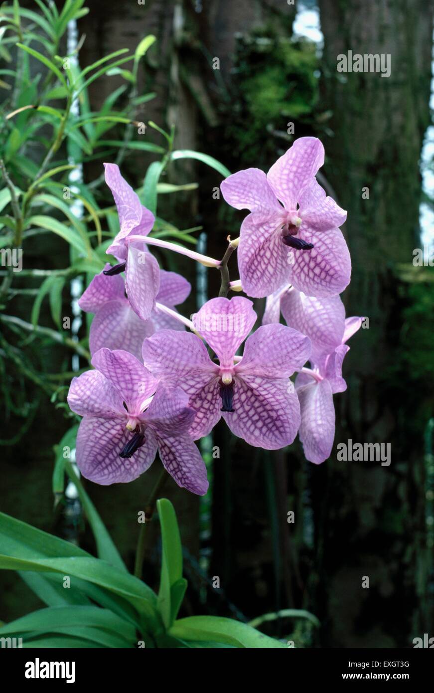 Fleurs violettes, à motifs de Vanda Rothschildiana (orchidée Vanda) Banque D'Images