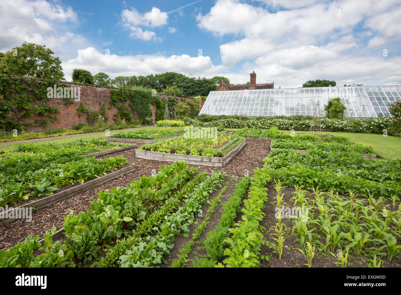 Rangées de légumes dans le potager à Arley Hall gardens dans le Cheshire, en Angleterre. Banque D'Images