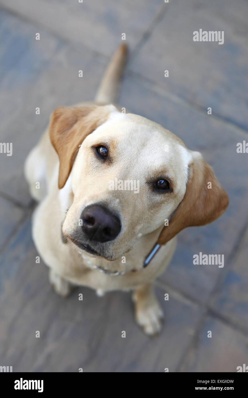 Yellow Labrador Retriever chiot à l'âge de 15 mois regarde propriétaire dans son patio jardin Banque D'Images