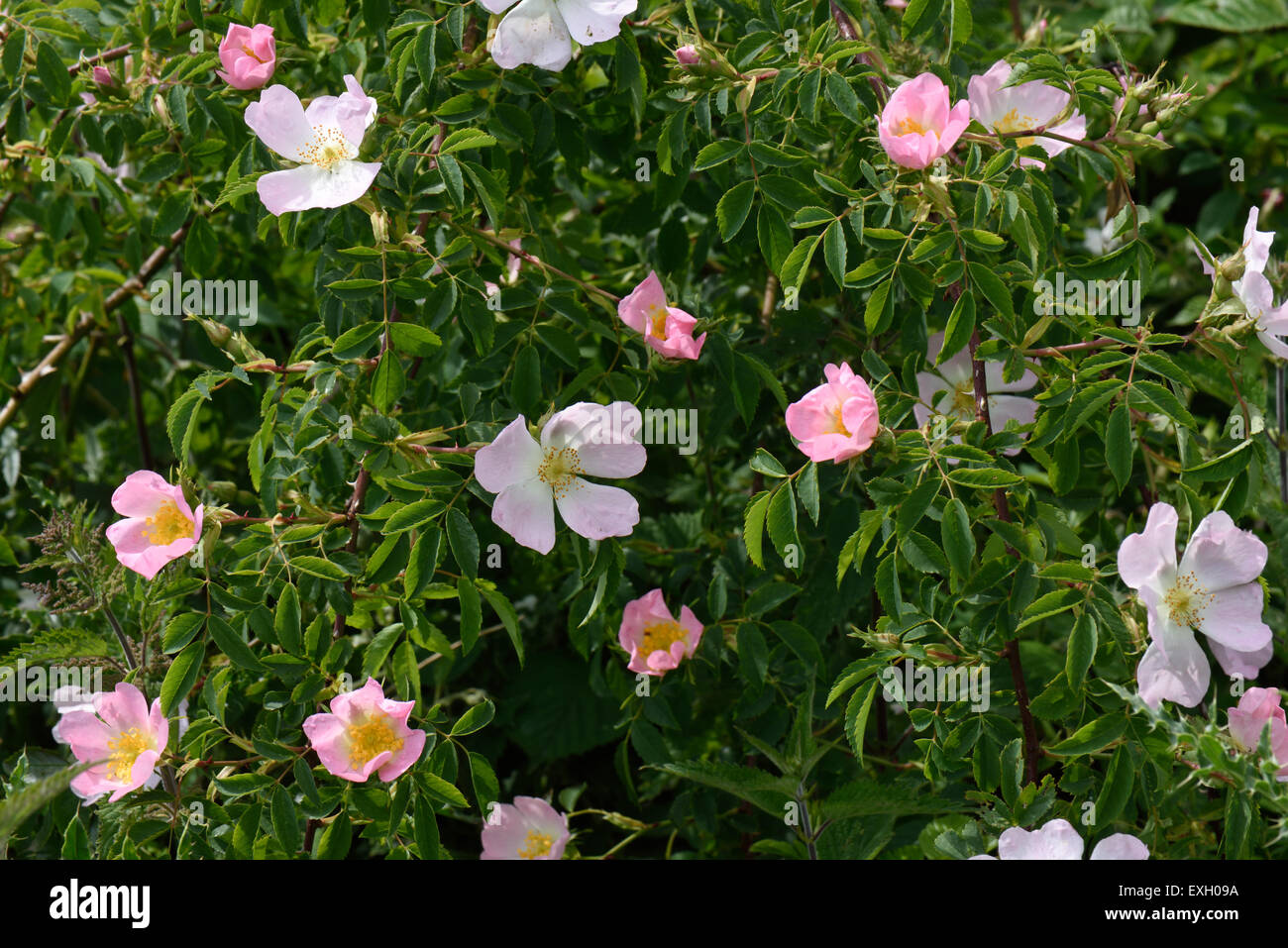 Dog rose, rosa canina, la floraison des plantes grimpantes sauvages avec des fleurs roses et blanches en été, Berkshire, juin Banque D'Images