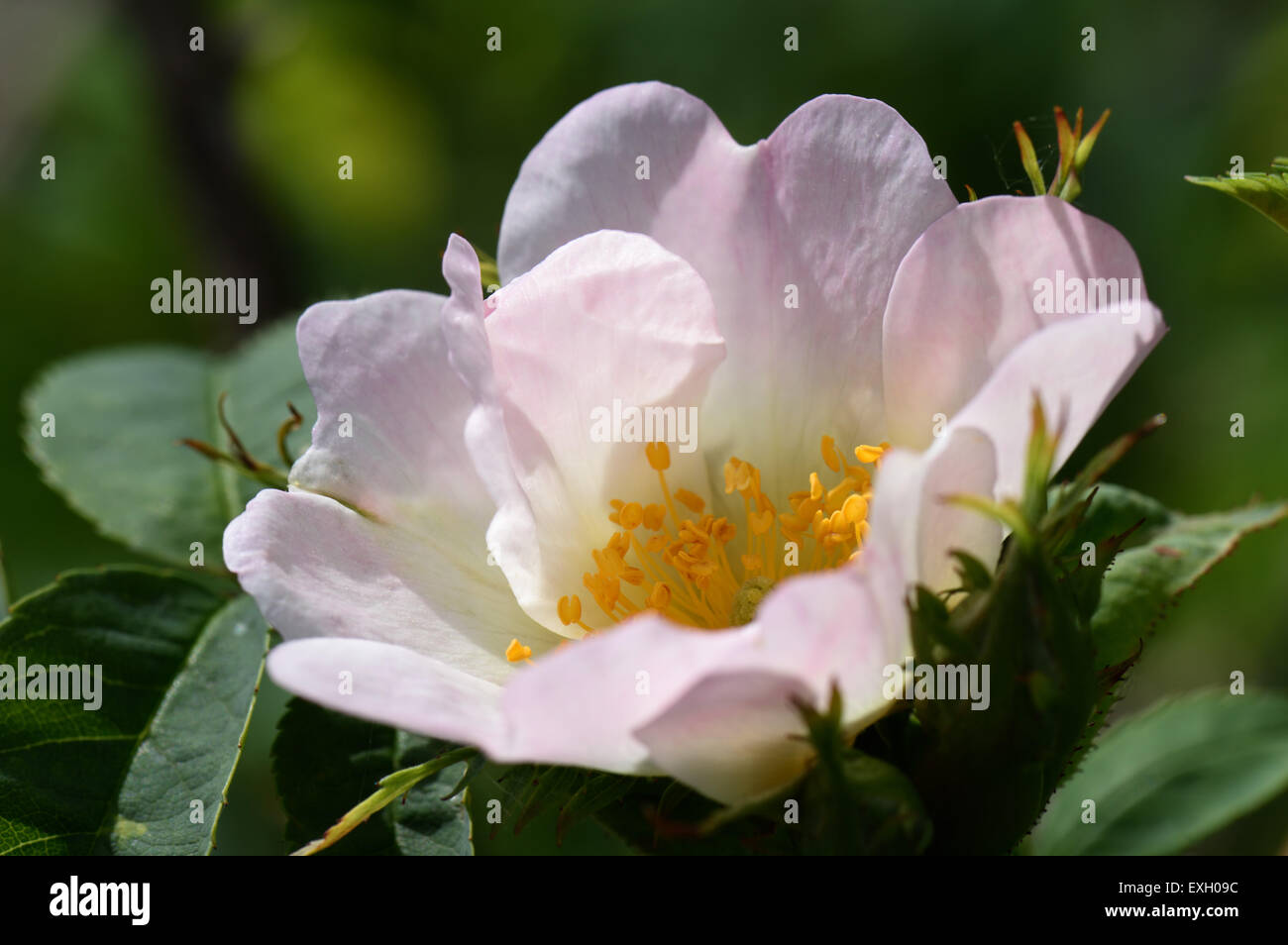 Dog rose, rosa canina, la floraison des plantes grimpantes sauvages avec des fleurs roses et blanches en été, Berkshire, juin Banque D'Images