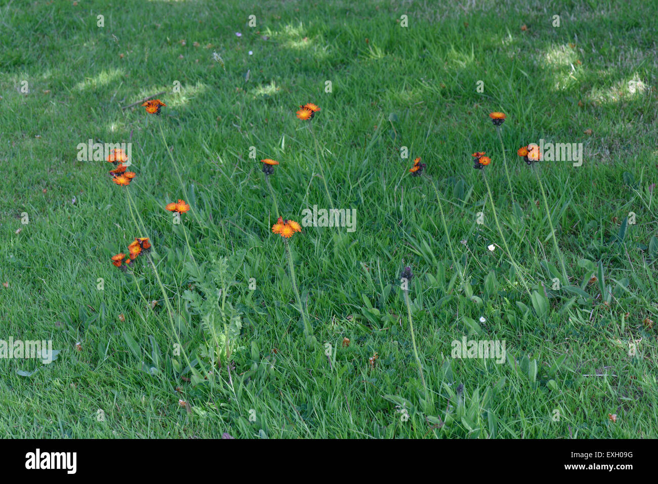 Fox & oursons ou orange épervière, Pilosella aurantiaca, la floraison des plantes dans un jardin pelouse, Berkshire, juin Banque D'Images