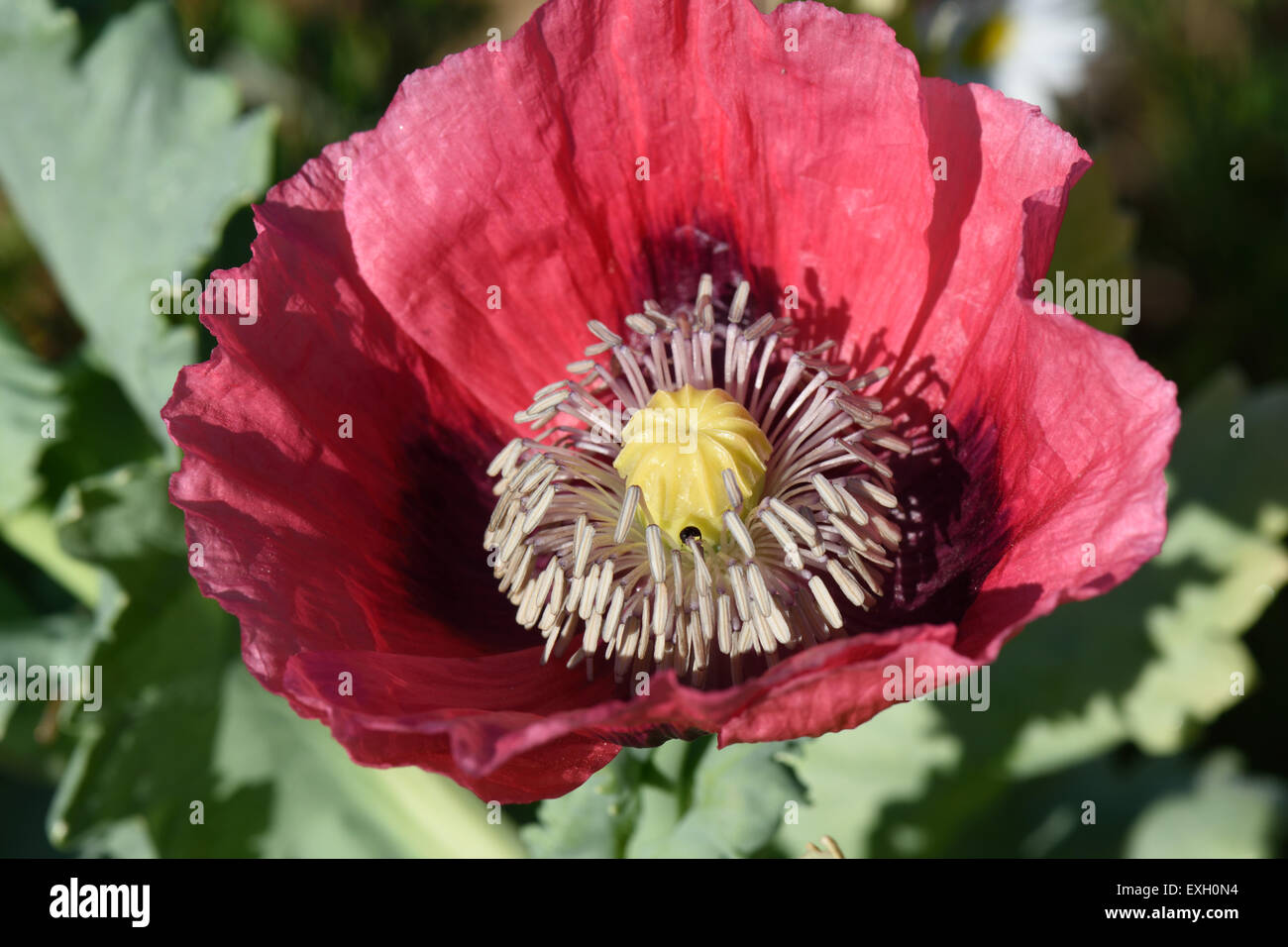 Fleur rose d'un pavot, Papaver somniferum, et plante annuelle ou des cultures pharmaceutiques, Berkshire, Juillet Banque D'Images