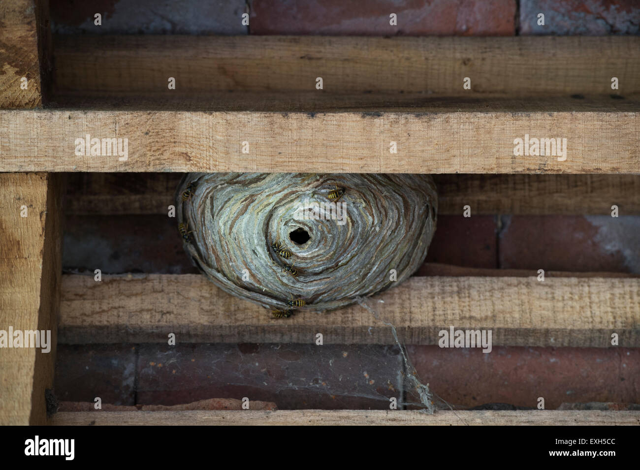 Vespula germanica. Nid de guêpes dans les chevrons de toit d'un bâtiment. UK Banque D'Images