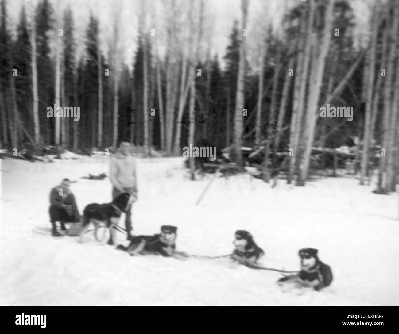 À Anzac, en Alberta, Alvin Hershberger et John Mast ont participé au service volontaire avec le Mennonite Board of missions, en utilisant une équipe de chiens pour le transport. Le travail de la mission faisait partie de la sensibilisation mennonite dans les régions rurales de l'Alberta, axée sur le service communautaire et le développement. Banque D'Images