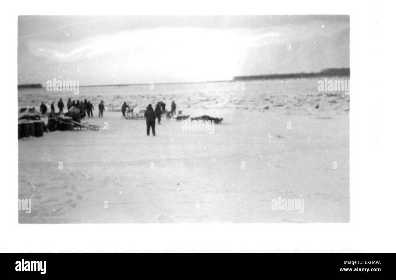 Les courses canines en équipe, souvent associées aux communautés nordiques, mettent en évidence l'habileté des chiens à tirer des traîneaux sur un terrain enneigé. Ces courses ont une signification culturelle dans les régions où le transport et le travail sont tributaires historiquement du traîneau à chiens. Banque D'Images