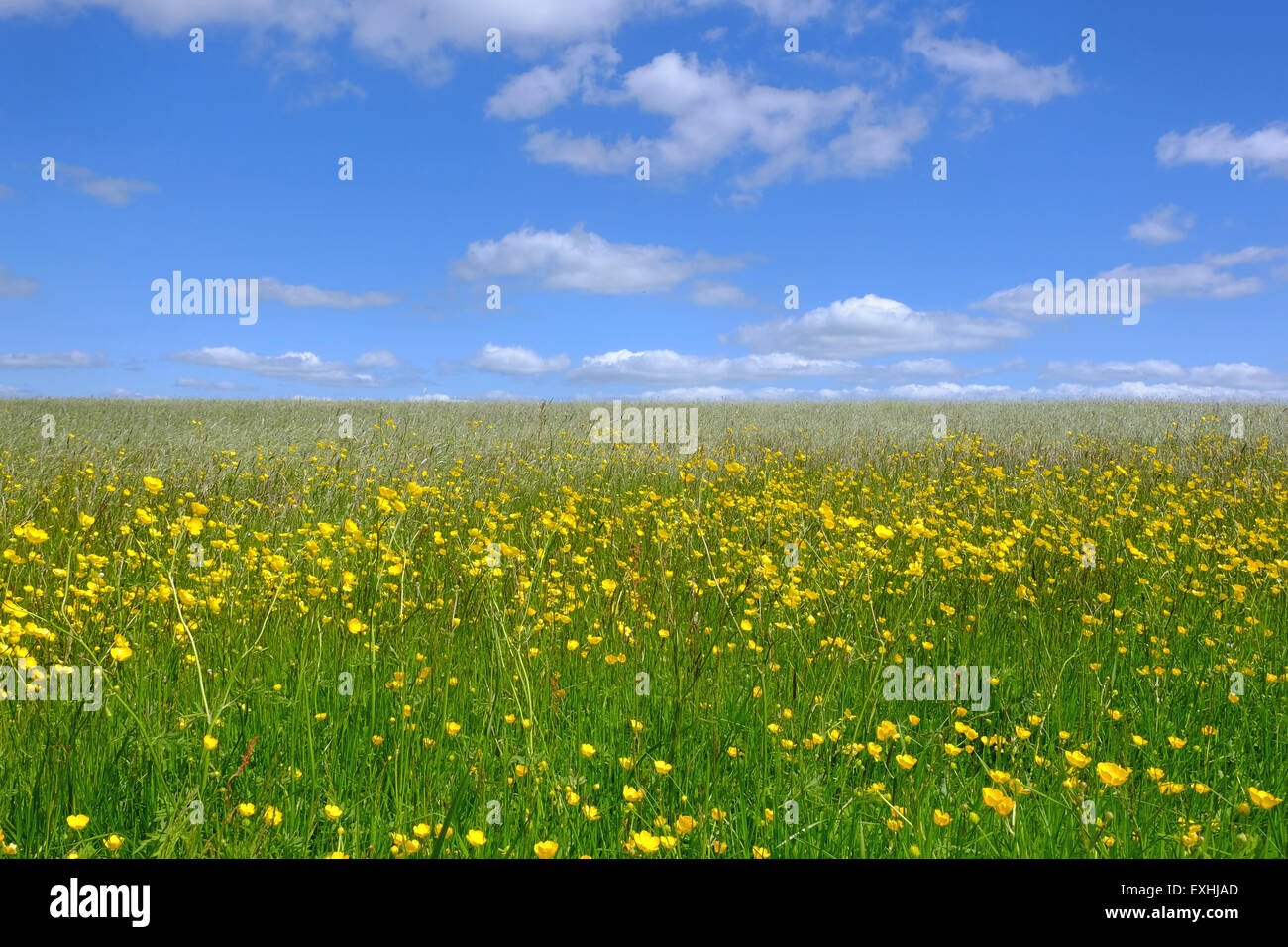 Summer meadow et ciel bleu près de Longnor dans le Peak District, UK Banque D'Images