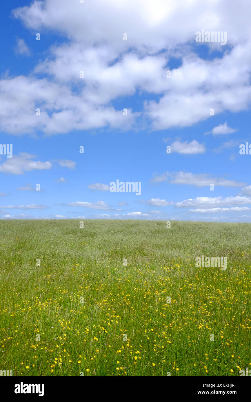 Summer meadow et ciel bleu près de Longnor dans le Peak District, UK Banque D'Images