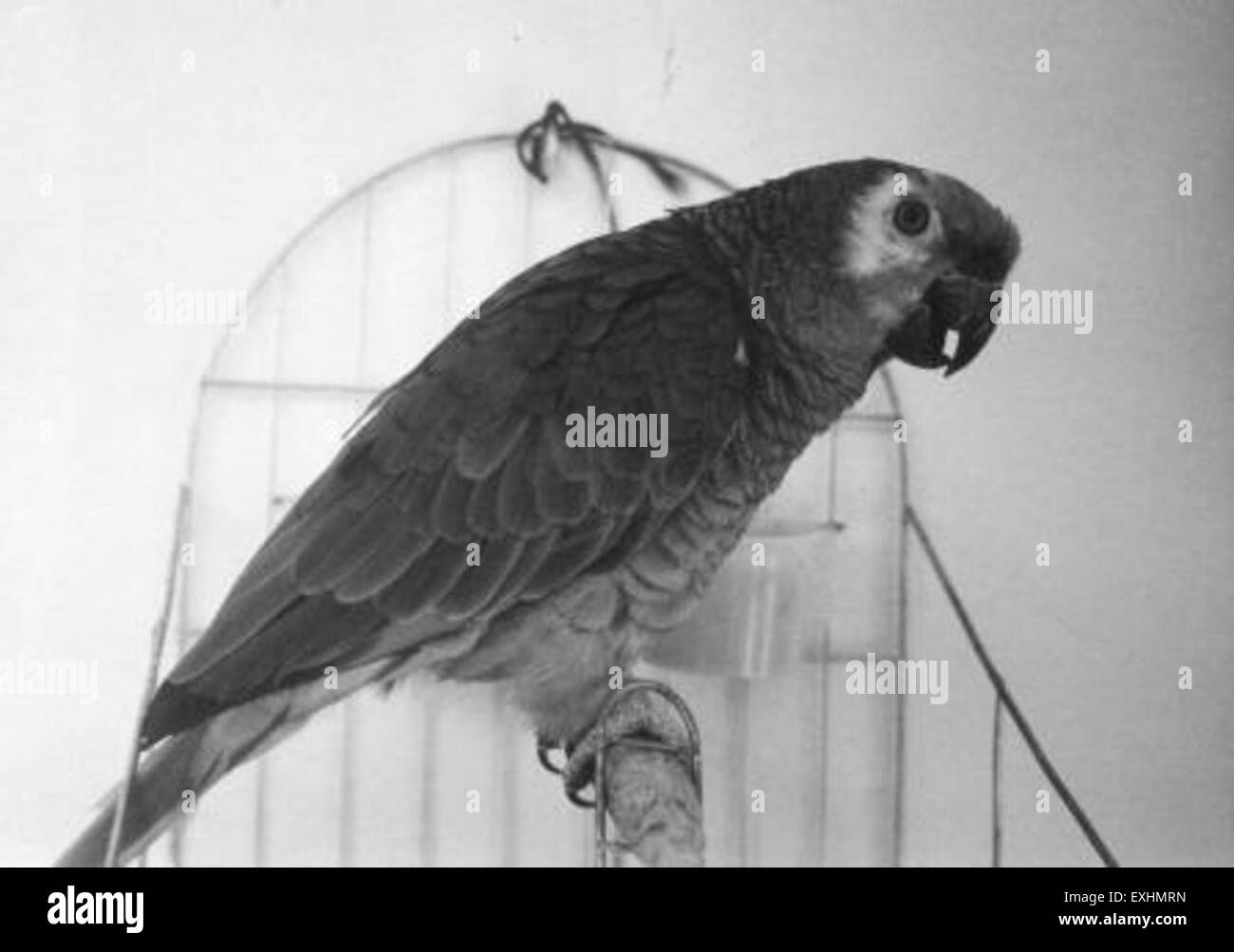 Cette image représente un perroquet de compagnie dans un cadre brésilien, reflétant la présence de communautés mennonites dans la région. Le perroquet, symbole de la biodiversité tropicale, ajoute de la vitalité à la scène, qui représente la vie dans la région où les mennonites ont établi leurs communautés. Banque D'Images