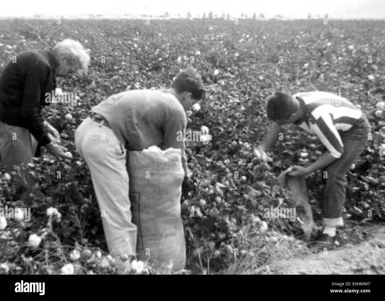 Cette photographie capture le processus de cueillette du coton à Peoria, Arizona, mettant en évidence la main-d'œuvre agricole et l'importance de la production de coton dans l'histoire et l'économie de la région. Banque D'Images