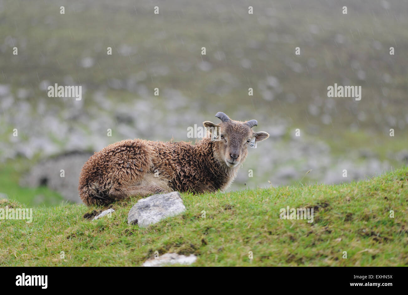 Moutons Soay sont une race d'sheeo (Ovis aries) est descendu dans la population de moutons sur l'île de Soay . Banque D'Images