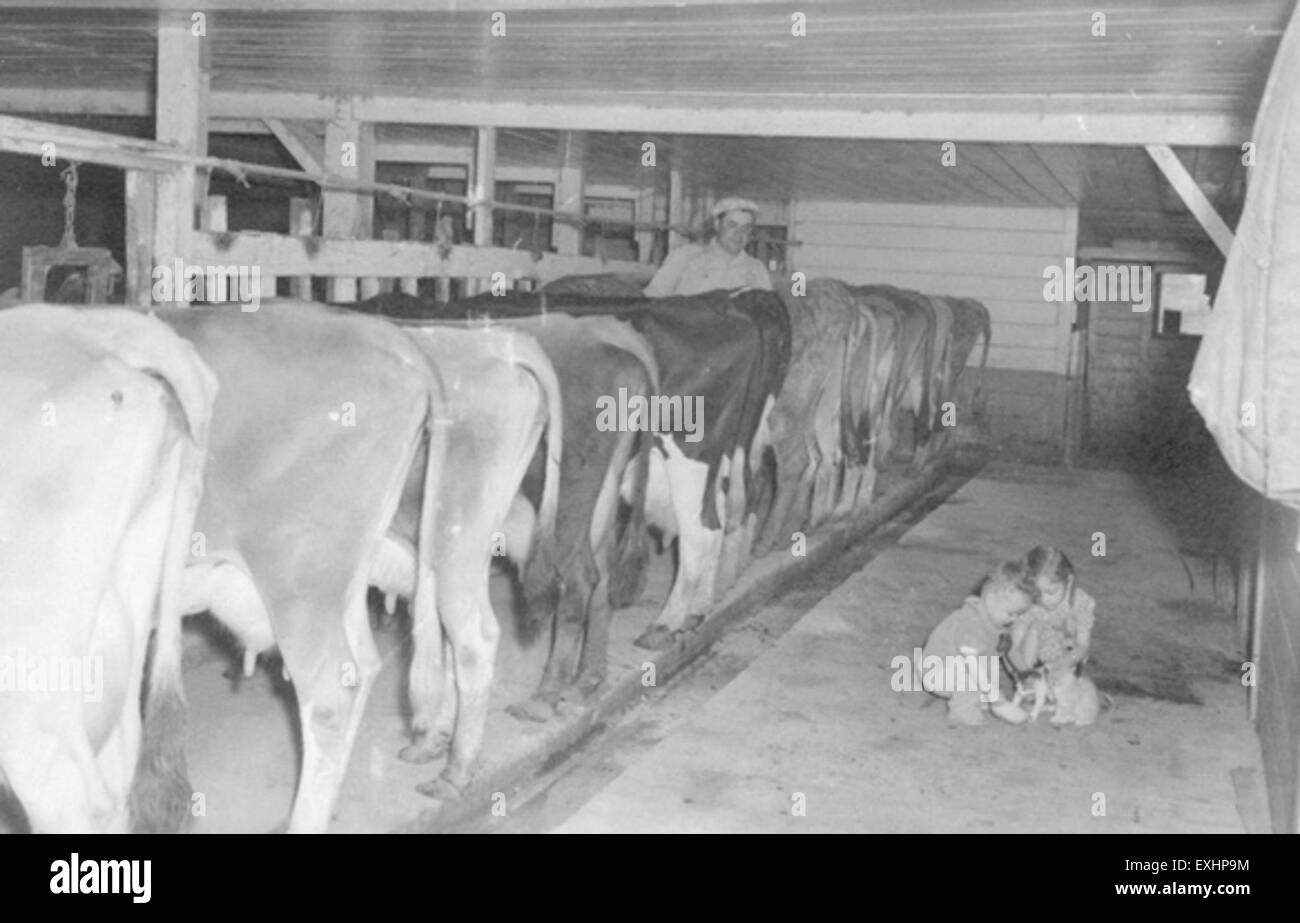 La photographie montre les *fermes communautaires mennonites* à *Sheridan, Oregon*, avec Calvin Yoder, Joyce Yoder et Morris Yoder. L'image capture un moment à la ferme, avec des vaches laitières et d'autres animaux de ferme, mettant l'accent sur la vie agricole de la communauté mennonite. Banque D'Images