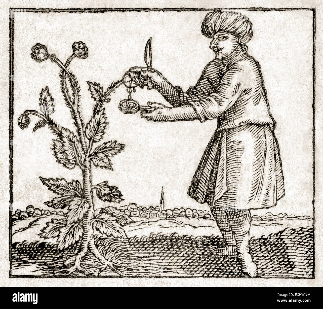 Gravure sur bois de l'homme d'extraire l'opium brut à partir d'un pod à partir de graines de pavot ; frontispice d'une première édition française 1614 de 'Opiolgia, ou un traité sur la nature, les propriétés, la vraie préparation, et l'utilisation sûre et l'administration d'Opium' par Angelo Sala (1576-1637). Banque D'Images